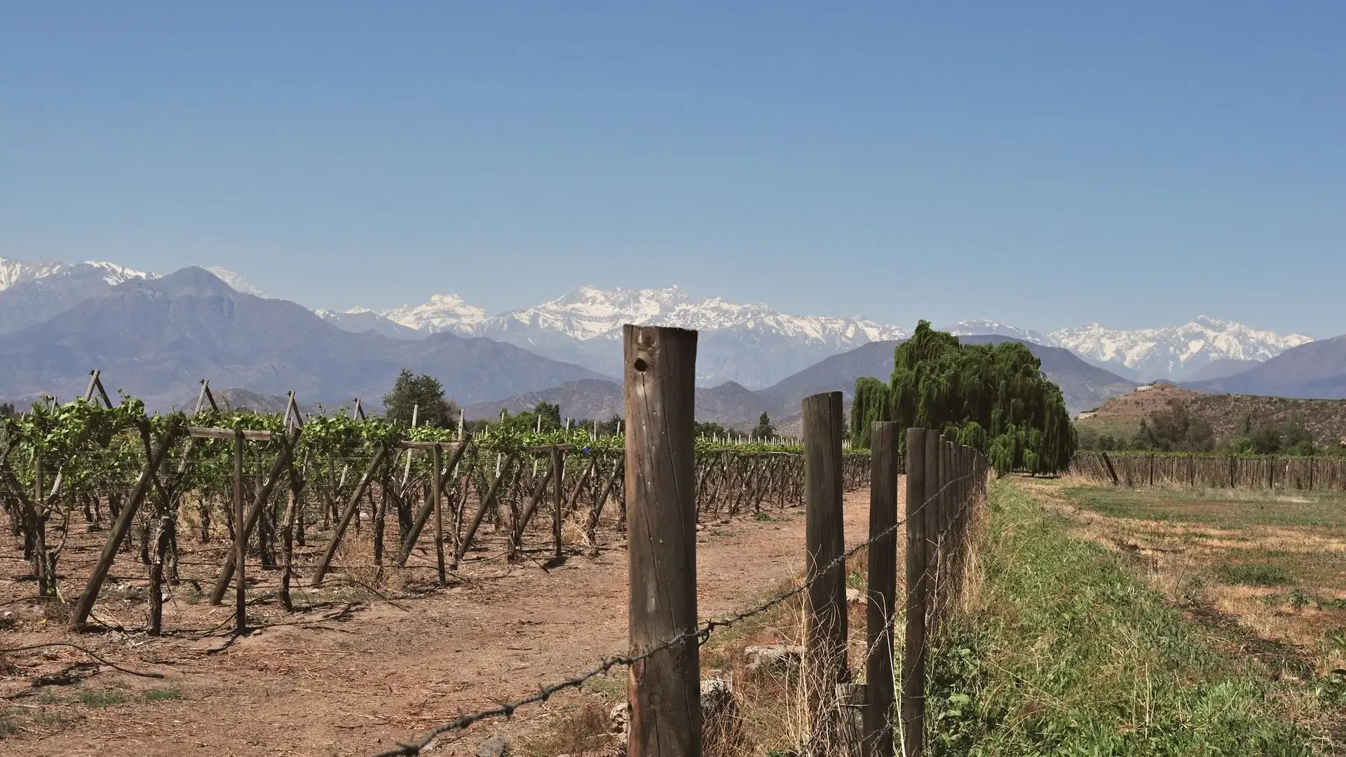 Viñas del valle con la cordillera nevada al fondo